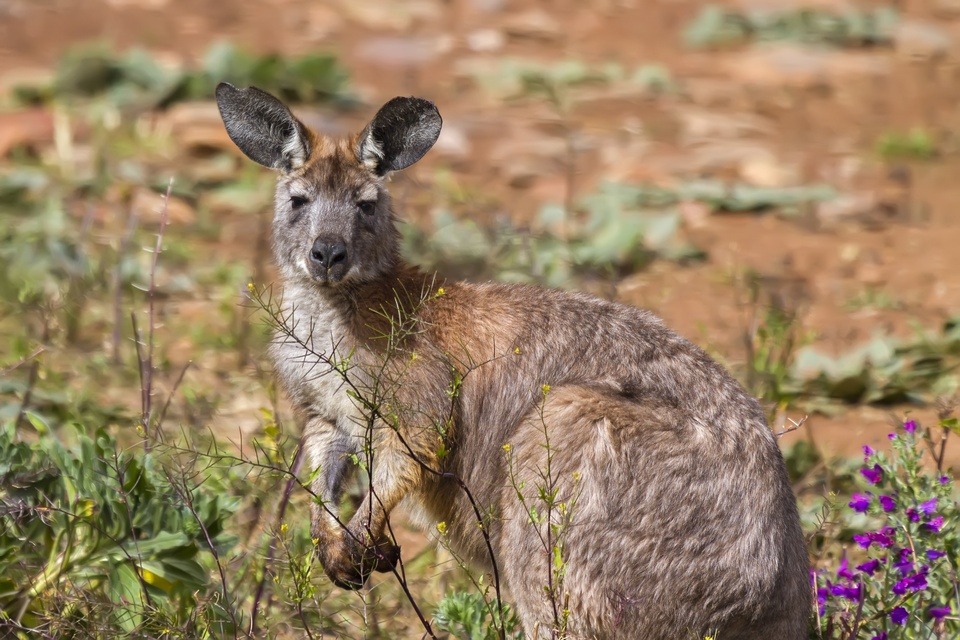 Common Wallaroo (Macropus robustus)